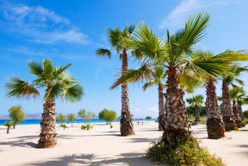 Palm trees on the sandy beach in Greece.