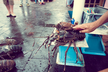 Fishermar holding some fresh lobsters of santa cruz in market seafood photographed in fish market,...