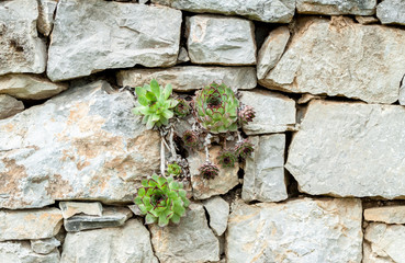 succulents growing out of wall desire to live