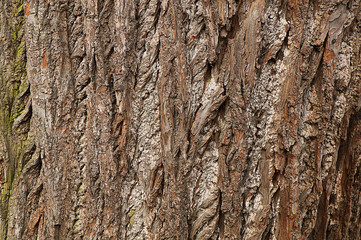 Texture of the bark of a deciduous tree trunk