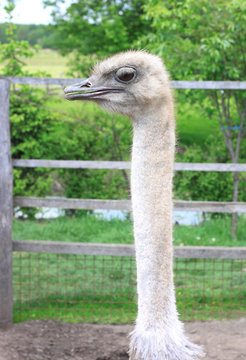 The head of ostrich look at camera
