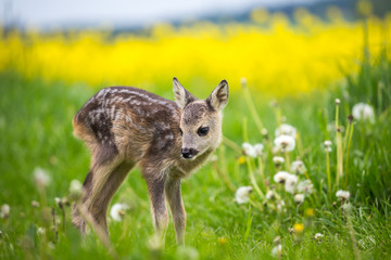 Fototapeta premium Young wild roe deer in grass, Capreolus capreolus. New born roe deer, wild spring nature.