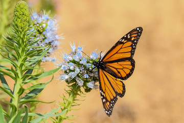 Monarch butterfly on echium purple flower