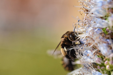 Banded bee collecting pollen on echium flower, Porto Santo, Madeira