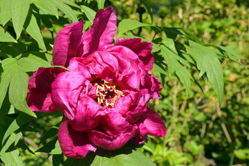 pfingstrosenbl&uuml;te