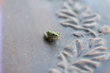 Tiny Frog