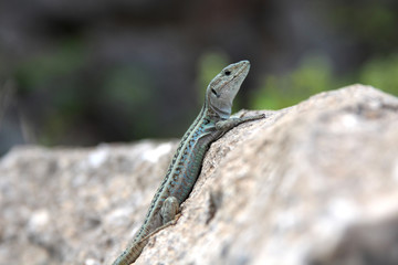 Lézard vert, Grèce