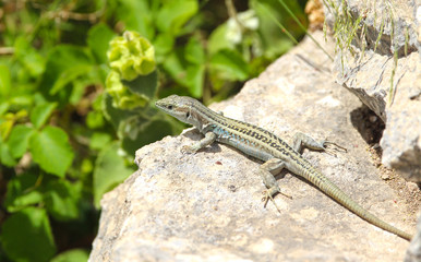 Lézard vert, Grèce