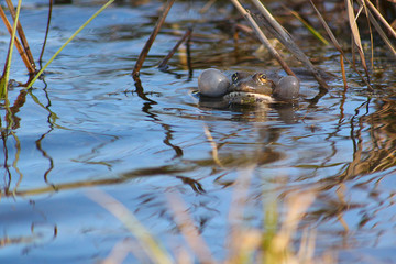 Spring song of a frog