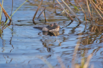 Spring song of a frog
