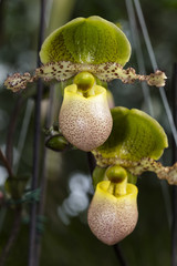 Frauenschuh, (Paphiopedilum), Orchidee, (Orchidaceae), Blüte