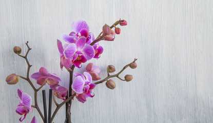 Pink orchid flowers on painted wood background