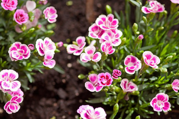 Rosafarbene Blüten der Gartennelke