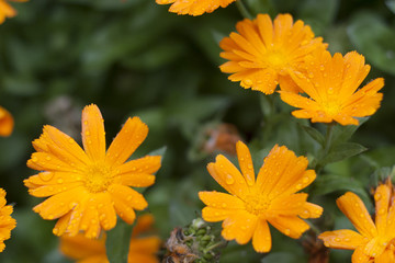 Orange daisies