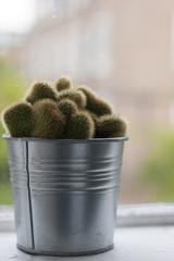 Cactus in a plant pot