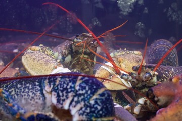 Seafood market stall lobsters