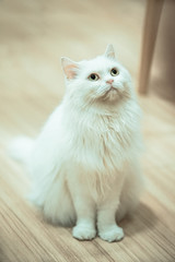 white cat sit on wood floor with dramatic tone, select focus eye