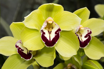 Orchidee, (Orchidaceae), Bl&uuml;te