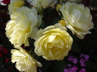 Julia Child white rose at garden .  flower photo.