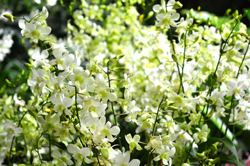 White orchid flowers in Singapore City.