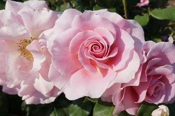 Pink Rose