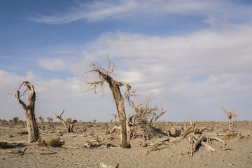 Dead trees in desert