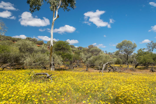 Blooming Wildflowers In Kalbarri National Park, Western Australia