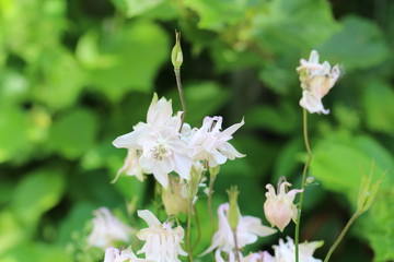 Obraz premium Waldspaziergang im Mai