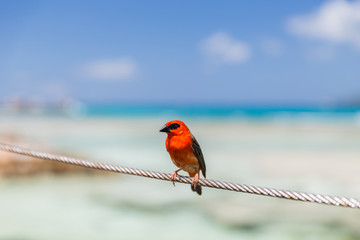 red fody sitting on rope at seaside