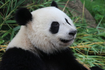 Fototapeta premium A fluffy happy panda