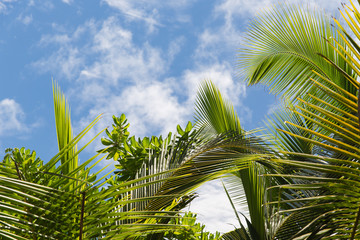 palm trees over blue sky