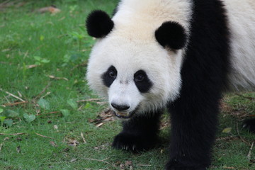 Fototapeta premium A fluffy happy panda
