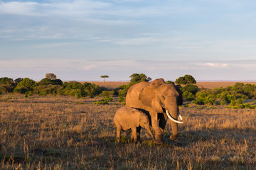 Naklejka na ściany i meble elephant with baby or calf in savannah at africa