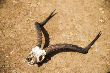 impala antelope skull with horns on ground