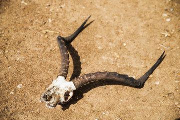 impala antelope skull with horns on ground © Syda Productions