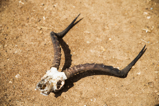 Impala Antelope Skull With Horns On Ground