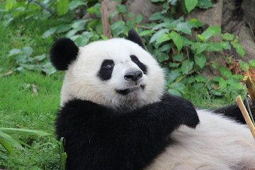 Obraz na płótnie Canvas A fluffy happy panda