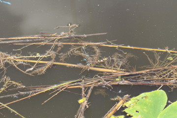 Waldspaziergang im Mai