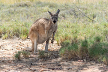 Wild kangaroo in Ningaloo national park