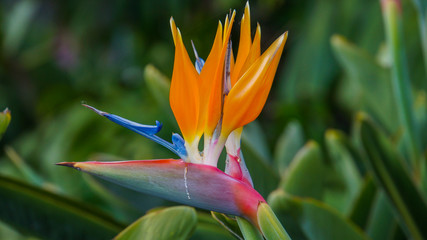Fototapeta na wymiar Madeira - Strelitzia reginae bird of paradise flower in Santa Catarina