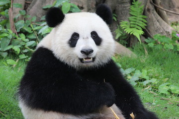 Obraz na płótnie Canvas A fluffy happy panda