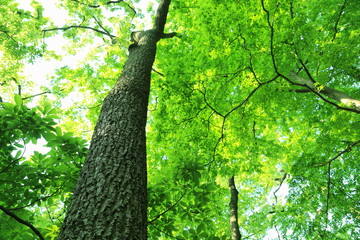 新緑を見上げて