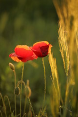 Beautiful poppy flowers and ...