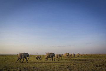 Fototapeta na wymiar Elephant landscape