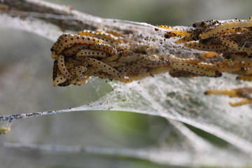 Waldspaziergang im Mai