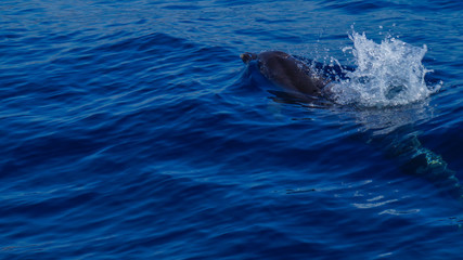 Madeira - Blue ocean water and swimming dolphin near Funchal