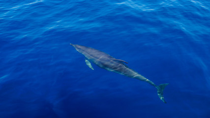Madeira - Blue ocean water and diving dolphin from behind with flipper waiting