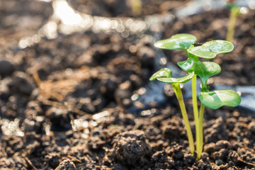 Chinese kale in Seedling tray after watering,vegetable garden for healthy