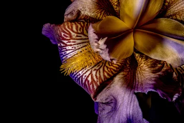 Zelfklevend Fotobehang iris flower on black background © Andrea Izzotti