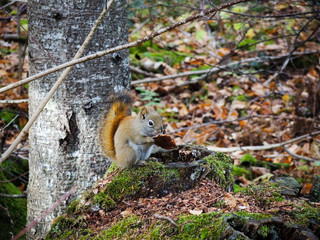 Squirrel with mushroom in forest